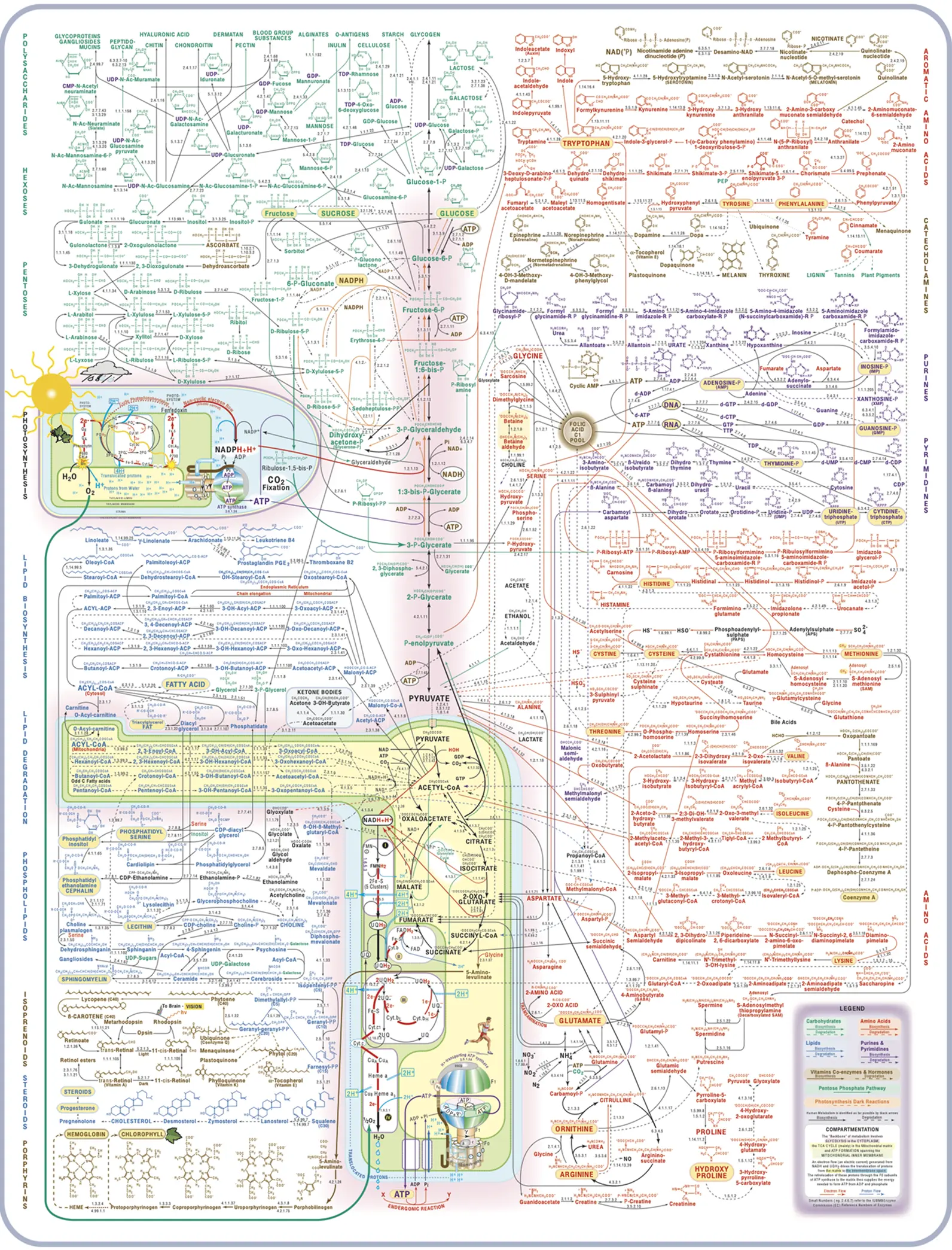 Metabolic Pathways Poster