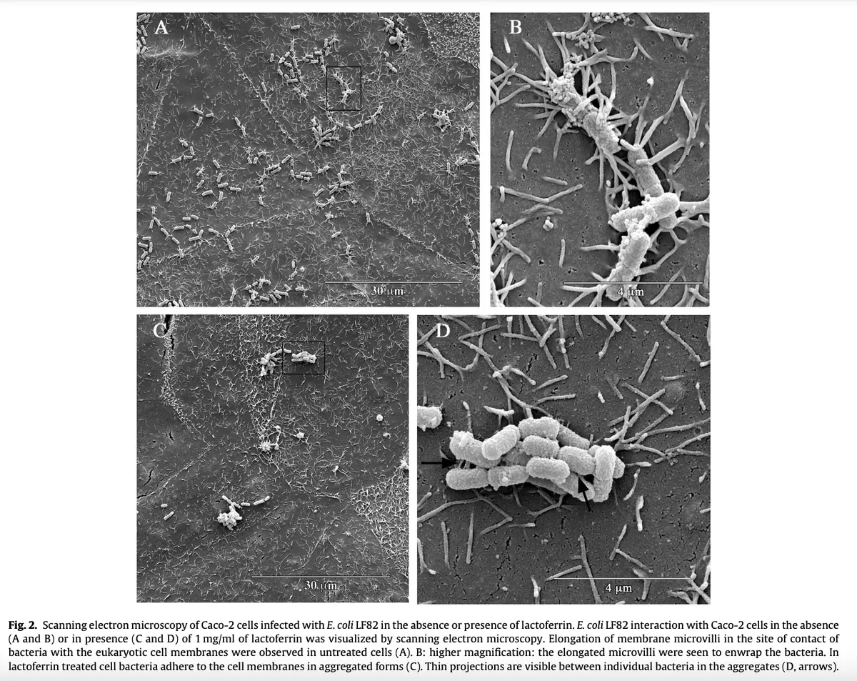 Lactoferrin selective antimicrobial