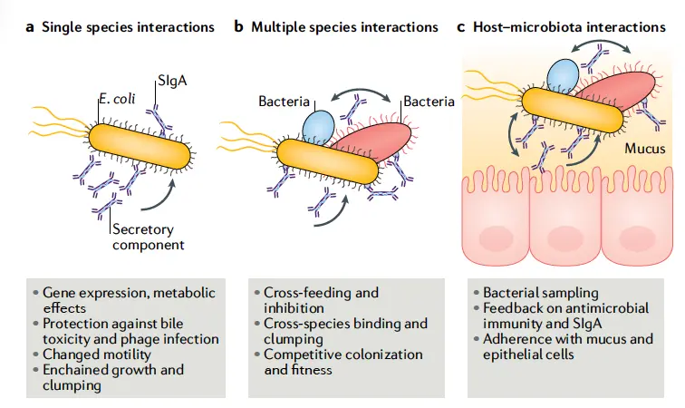 Lactoferrin retrains the immune system