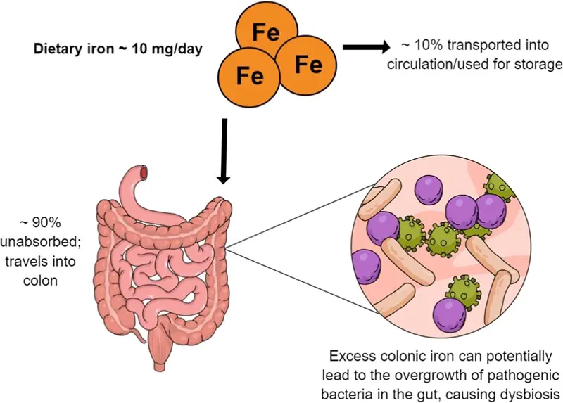 Iron metabolism and lactoferrin