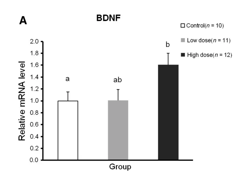 Lactoferrin boosts BDNF and supports gut nervous system