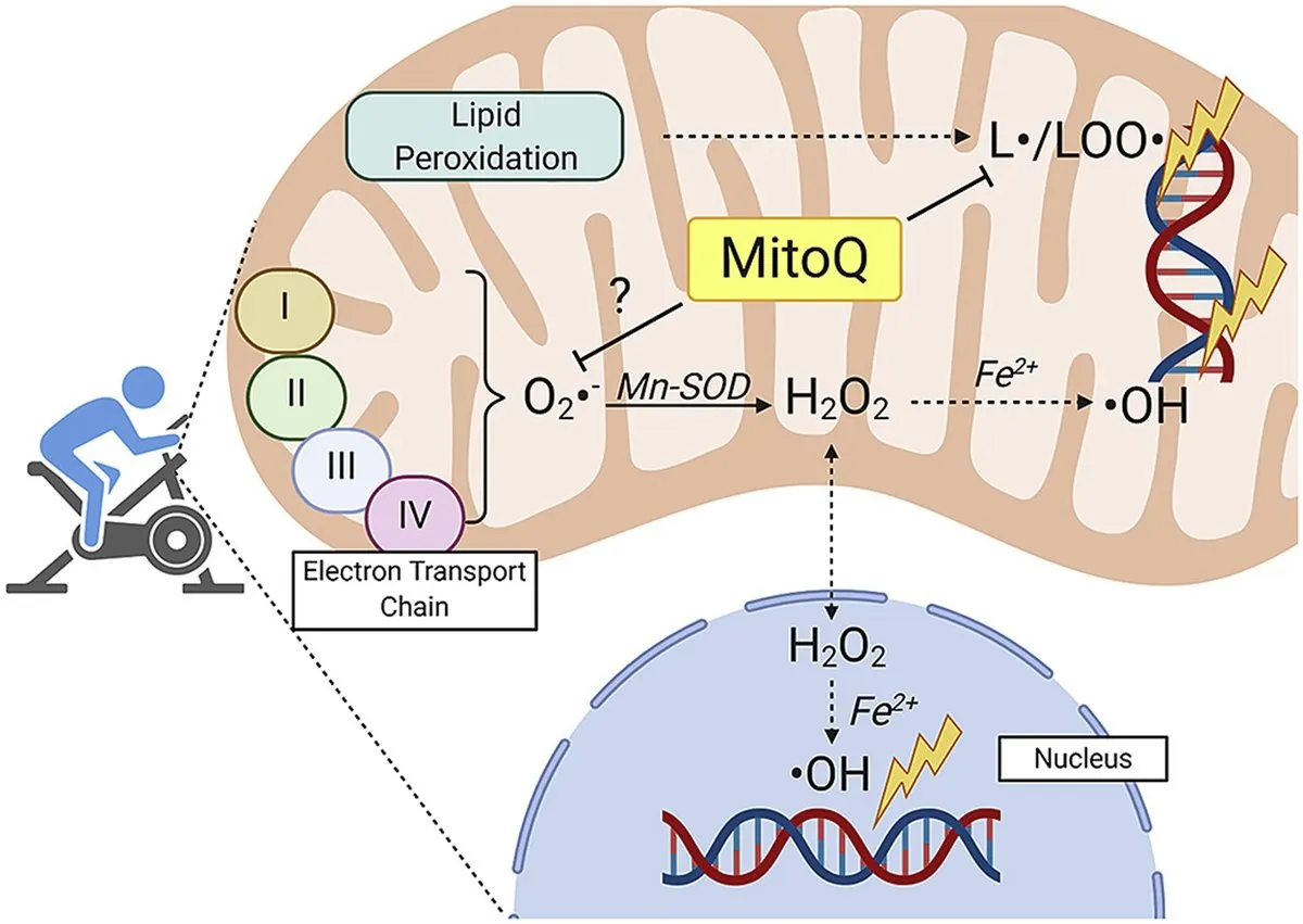 Comparison of standard CoQ10 vs MitoQ mitochondrial uptake