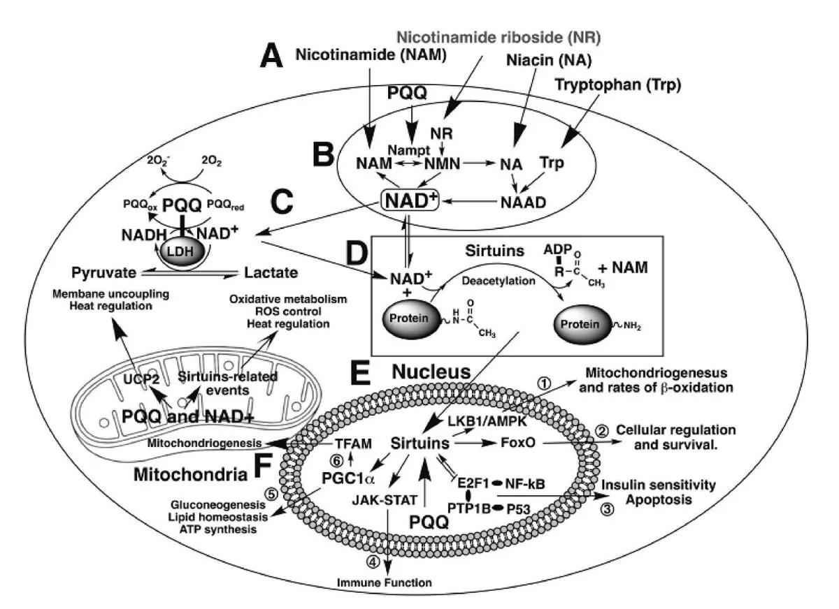 PQQ redox cycling and NAD+ recycling in mitochondria