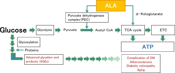 Alpha lipoic acid role as enzyme cofactor in mitochondrial energy production