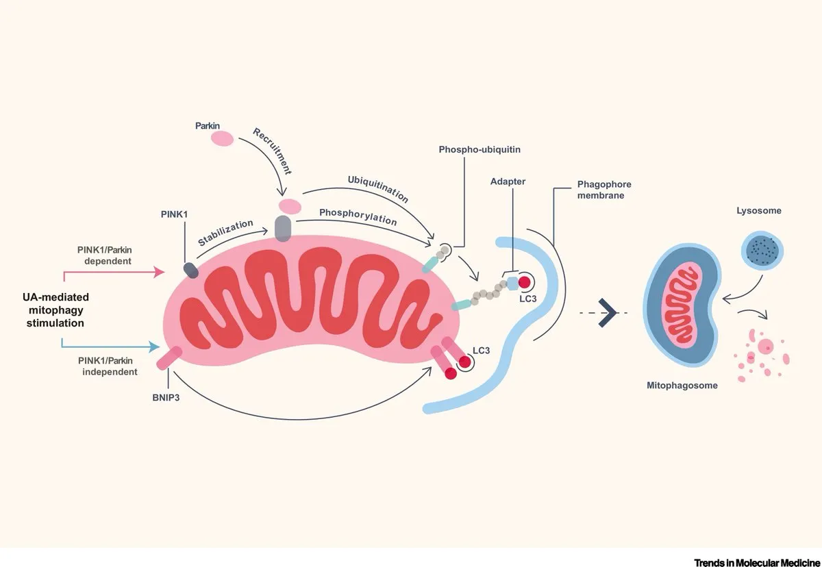 Urolithin A triggering mitophagy and mitochondrial renewal