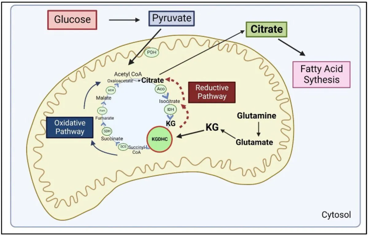 Alpha-ketoglutarate role in the citric acid cycle and mitochondrial energy generation