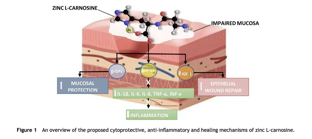 Mechanism diagram showing zinc-l-carnosine's multi-pathway effects: NF-kB inhibition, NADPH oxidase suppression, tight junction upregulation, growth factor stimulation, and mucus restoration in the gut lining